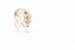 White Yellowstone par Nathalie Chanteau 3