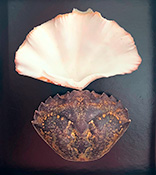 In/Ex-Vitae par Pauline L. (Curiosités) & Lucie O'Moon (Encres) 2